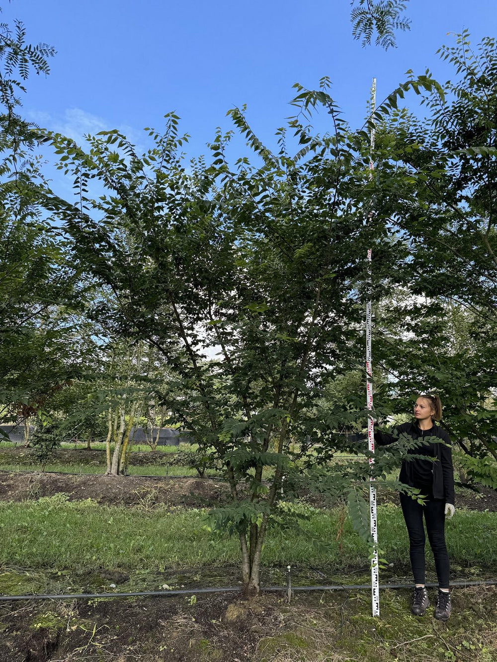 Zelkova serrata