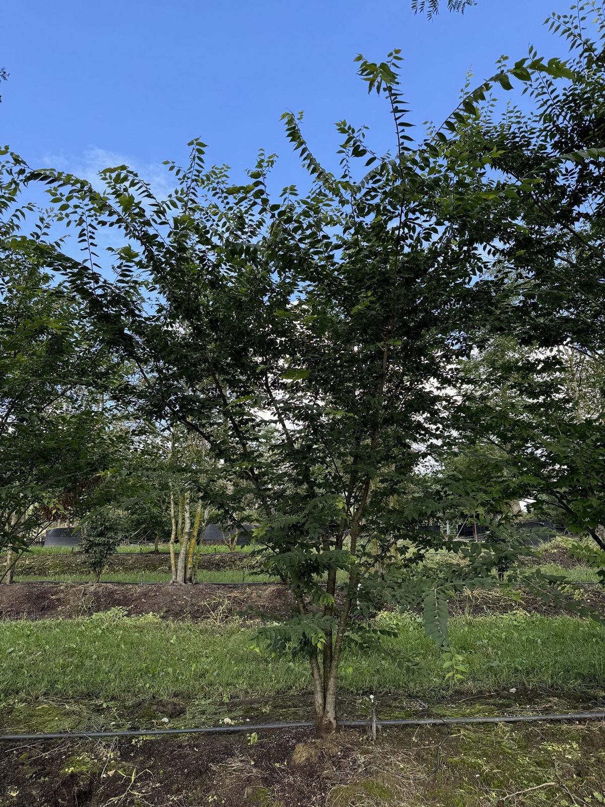 Zelkova serrata