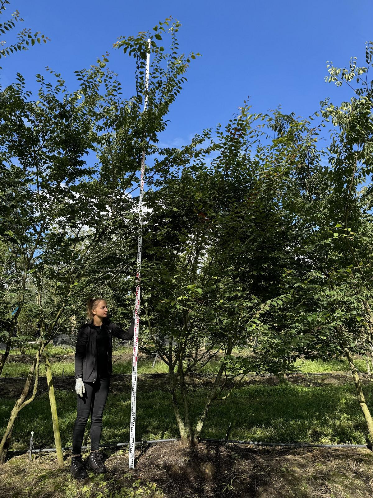 Zelkova serrata