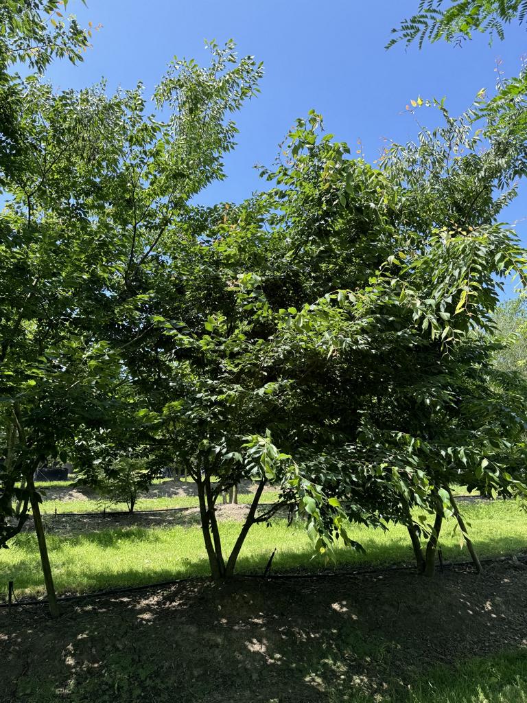 Zelkova serrata
