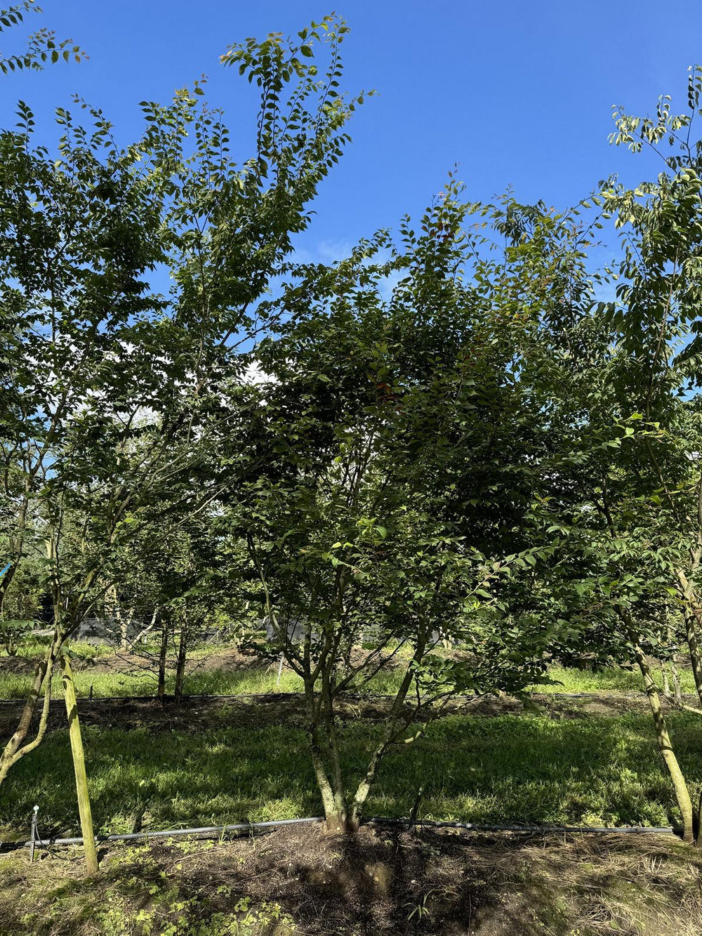 Zelkova serrata