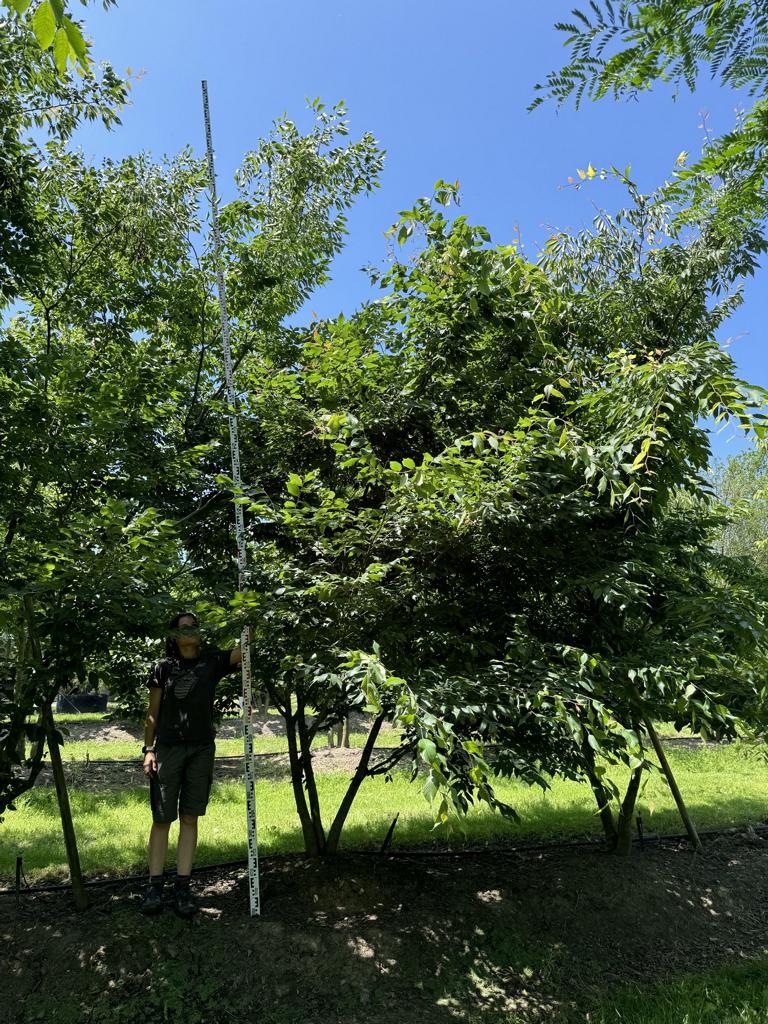 Zelkova serrata