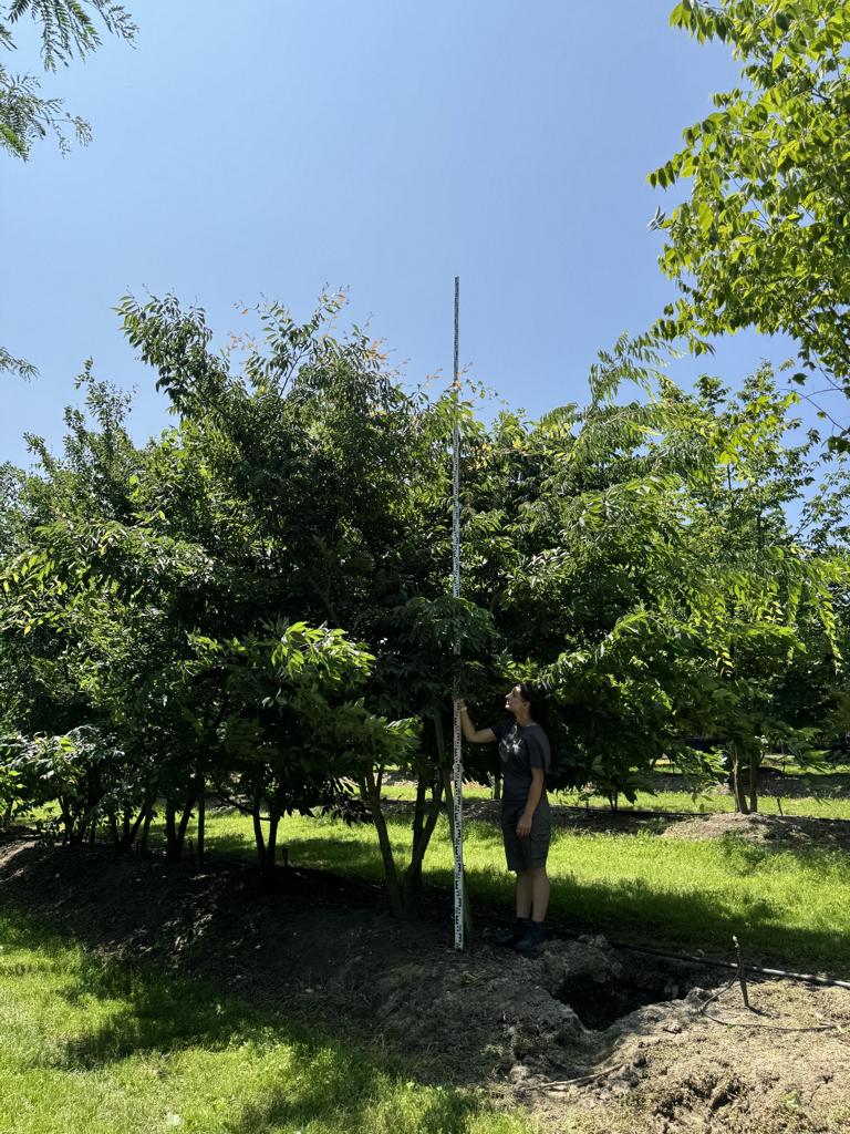 Zelkova serrata