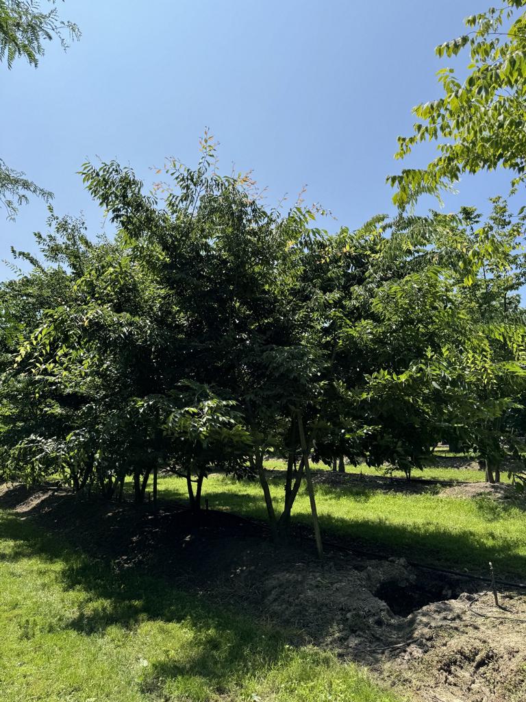 Zelkova serrata
