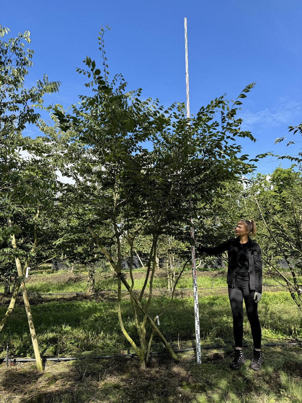 Zelkova serrata