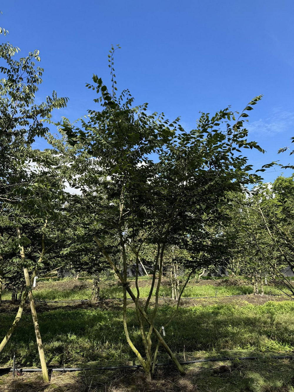 Zelkova serrata