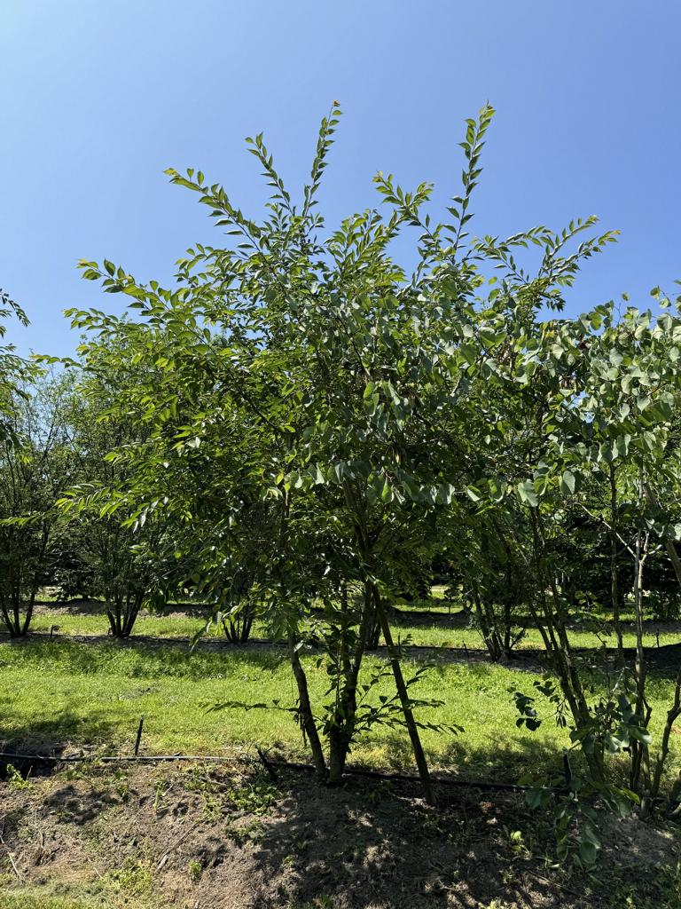 Prunus 'Accolade'