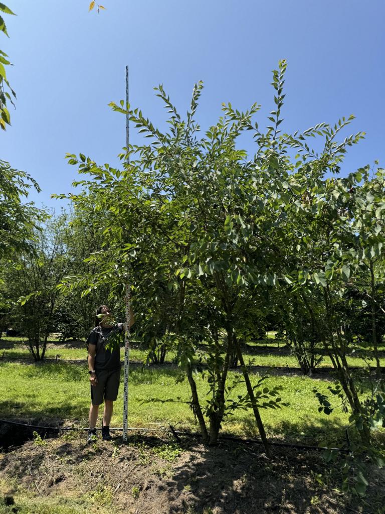 Prunus 'Accolade'