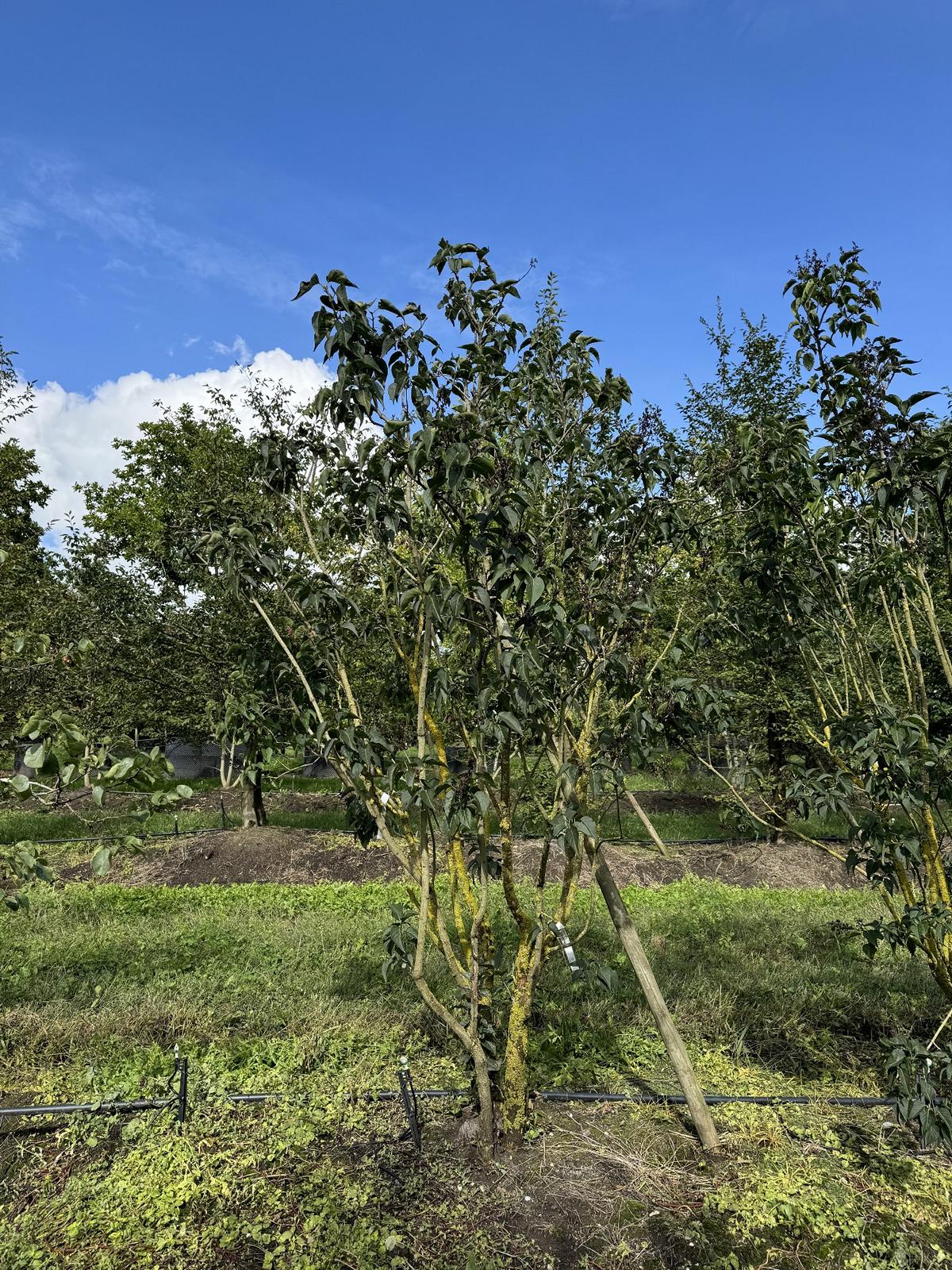 Syringa vulgaris 'Charles Joly'