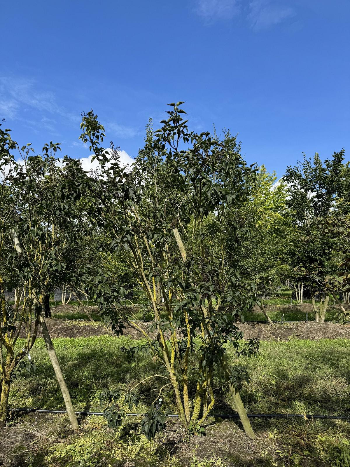 Syringa vulgaris 'Charles Joly'