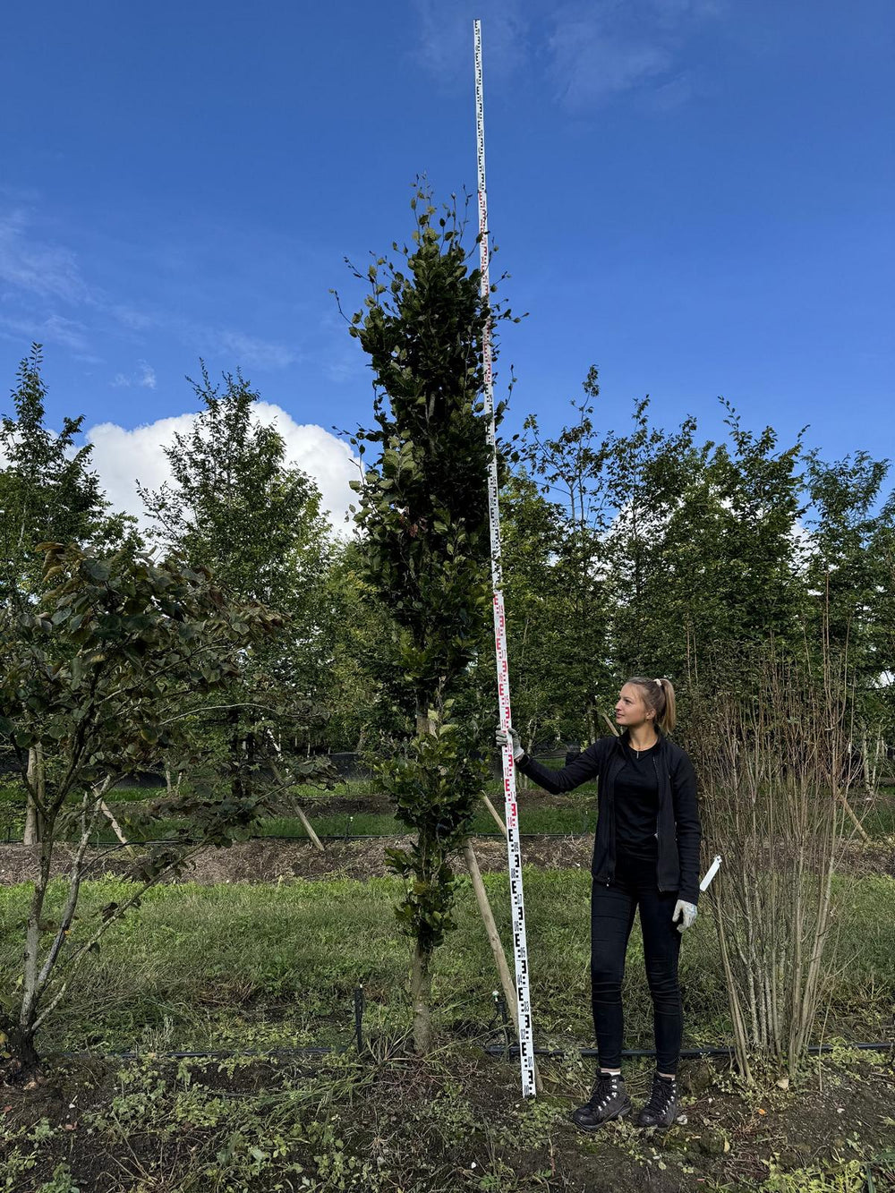 Fagus sylvatica 'Dawyck'