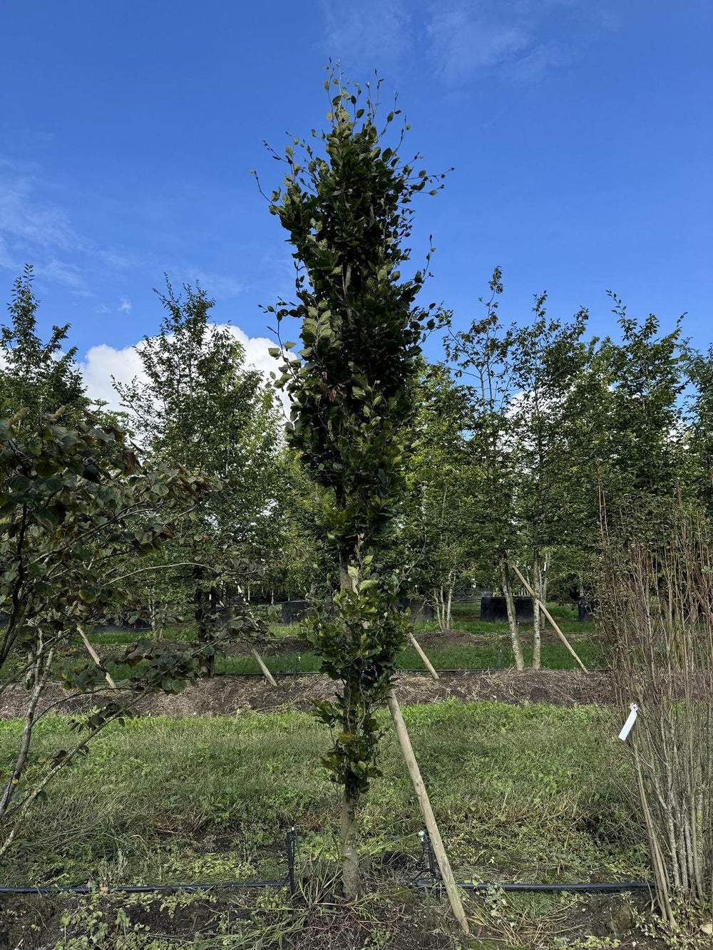 Fagus sylvatica 'Dawyck'