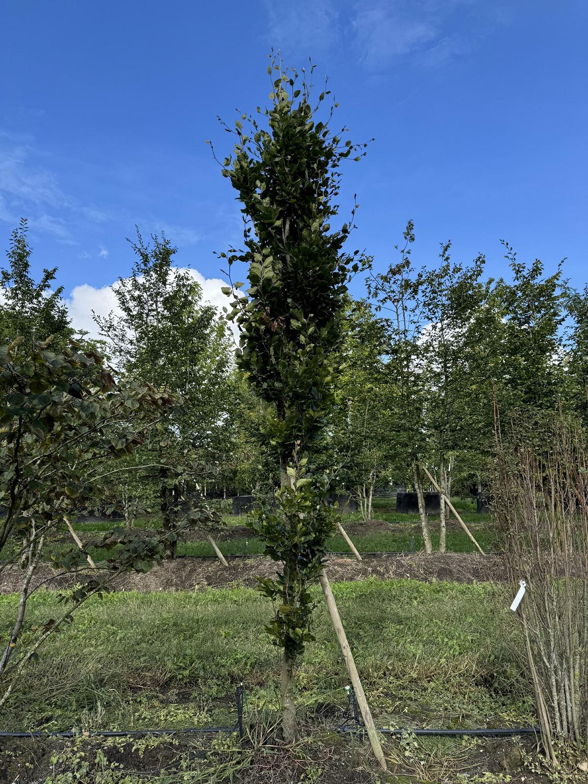 Fagus sylvatica 'Dawyck'