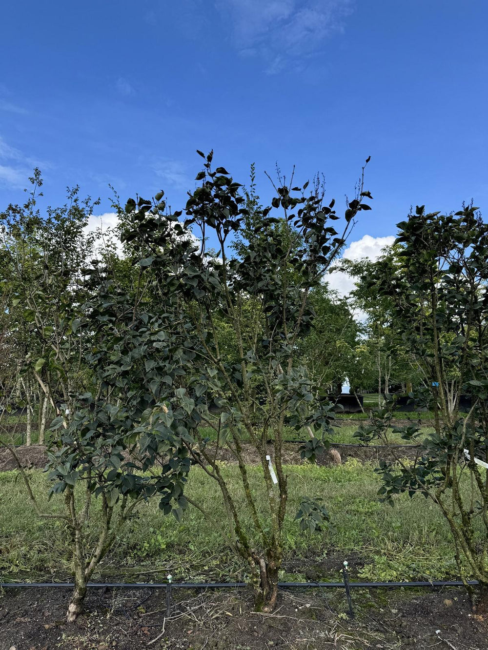 Syringa vulgaris 'Ludwig Spaeth'