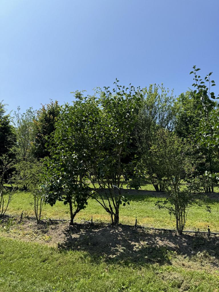 Syringa vulgaris 'Ludwig Spaeth'