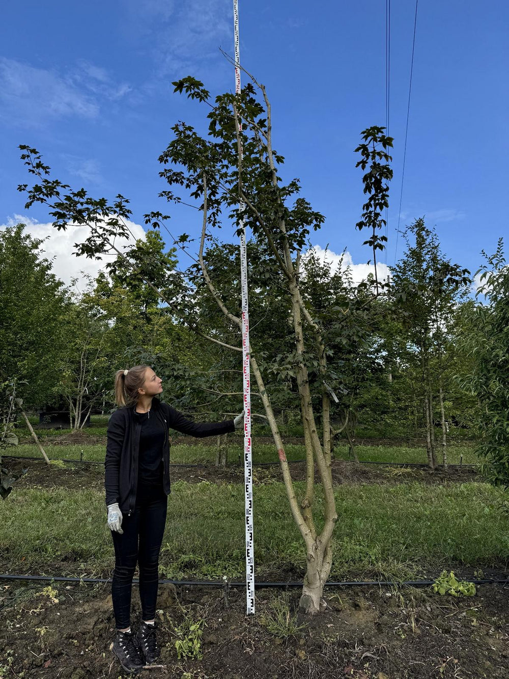 Acer zoeschense (x) 'Annae'