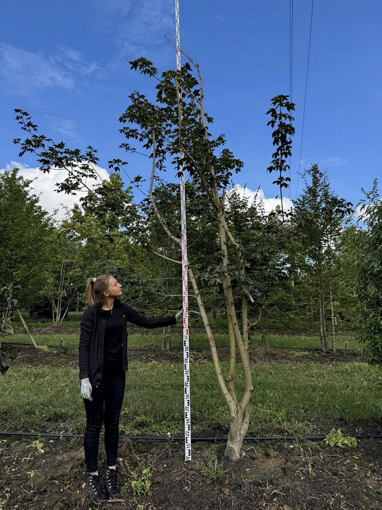 Acer zoeschense (x) 'Annae'