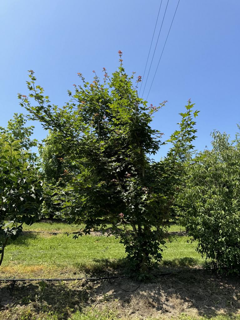 Acer zoeschense (x) 'Annae'