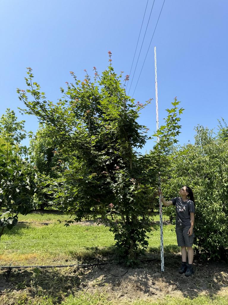 Acer zoeschense (x) 'Annae'