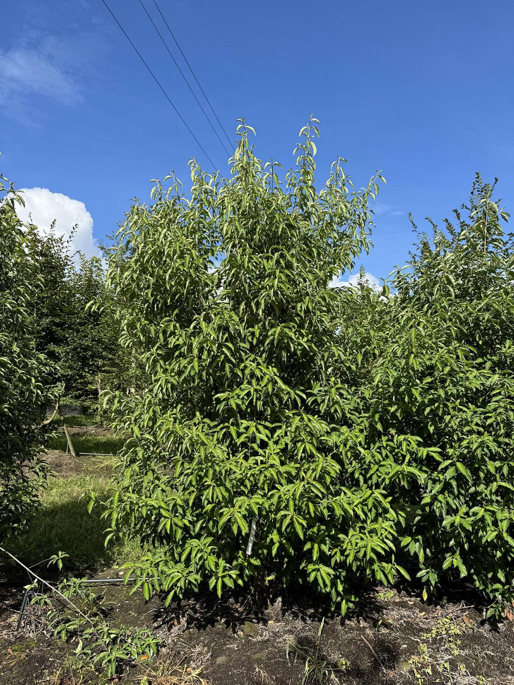 Cornus hongkongensis