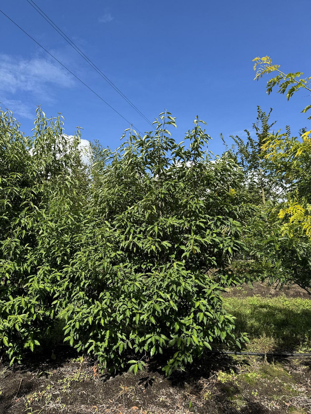 Cornus hongkongensis