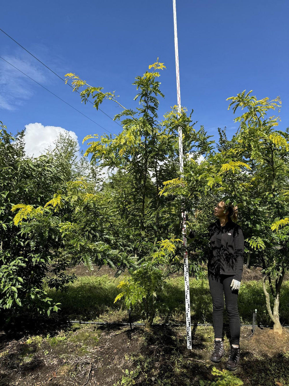 Gleditsia triacanthos 'Spectrum'