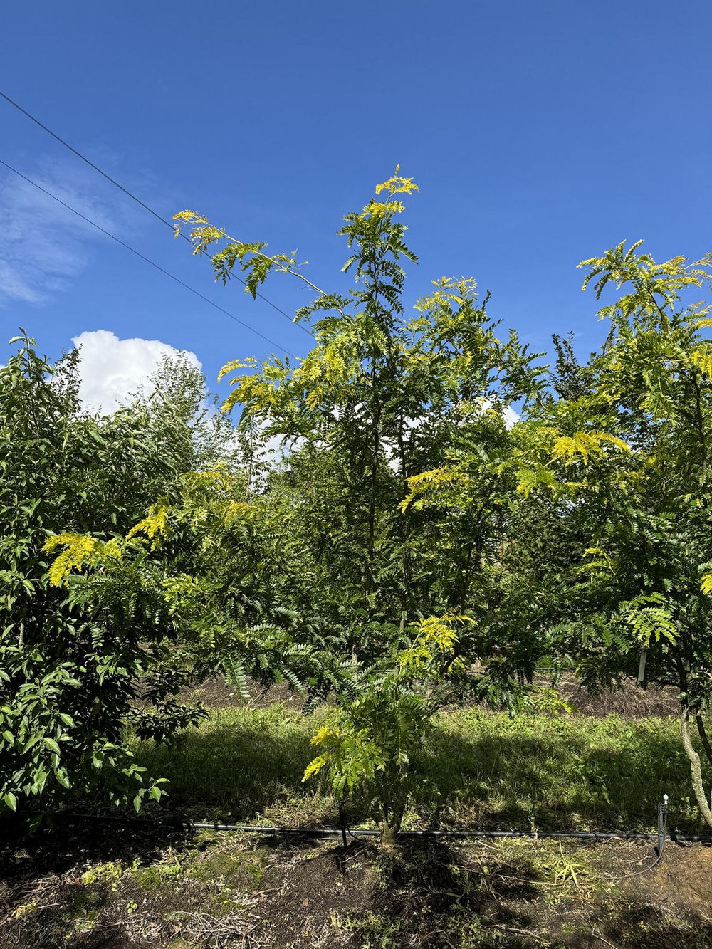 Gleditsia triacanthos 'Spectrum'