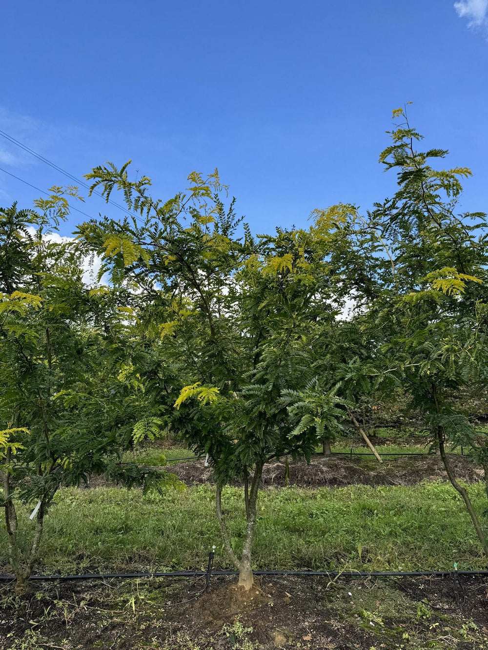 Gleditsia triacanthos 'Spectrum'