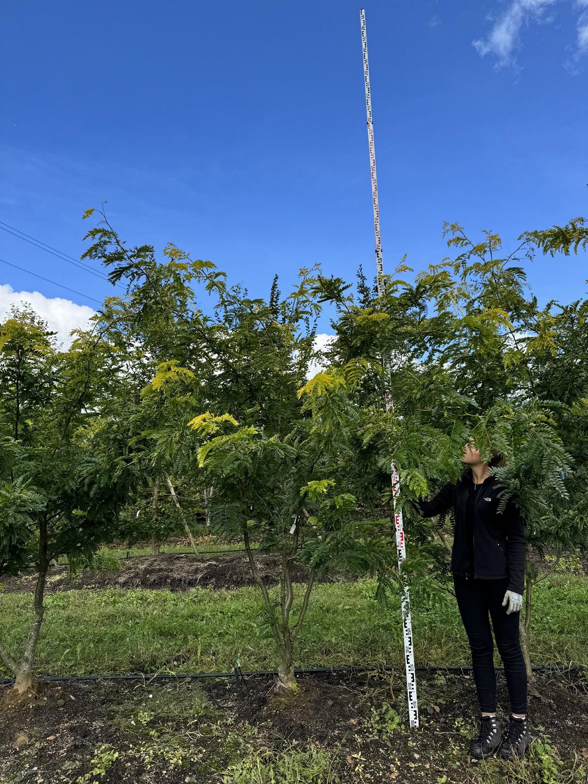 Gleditsia triacanthos 'Spectrum'