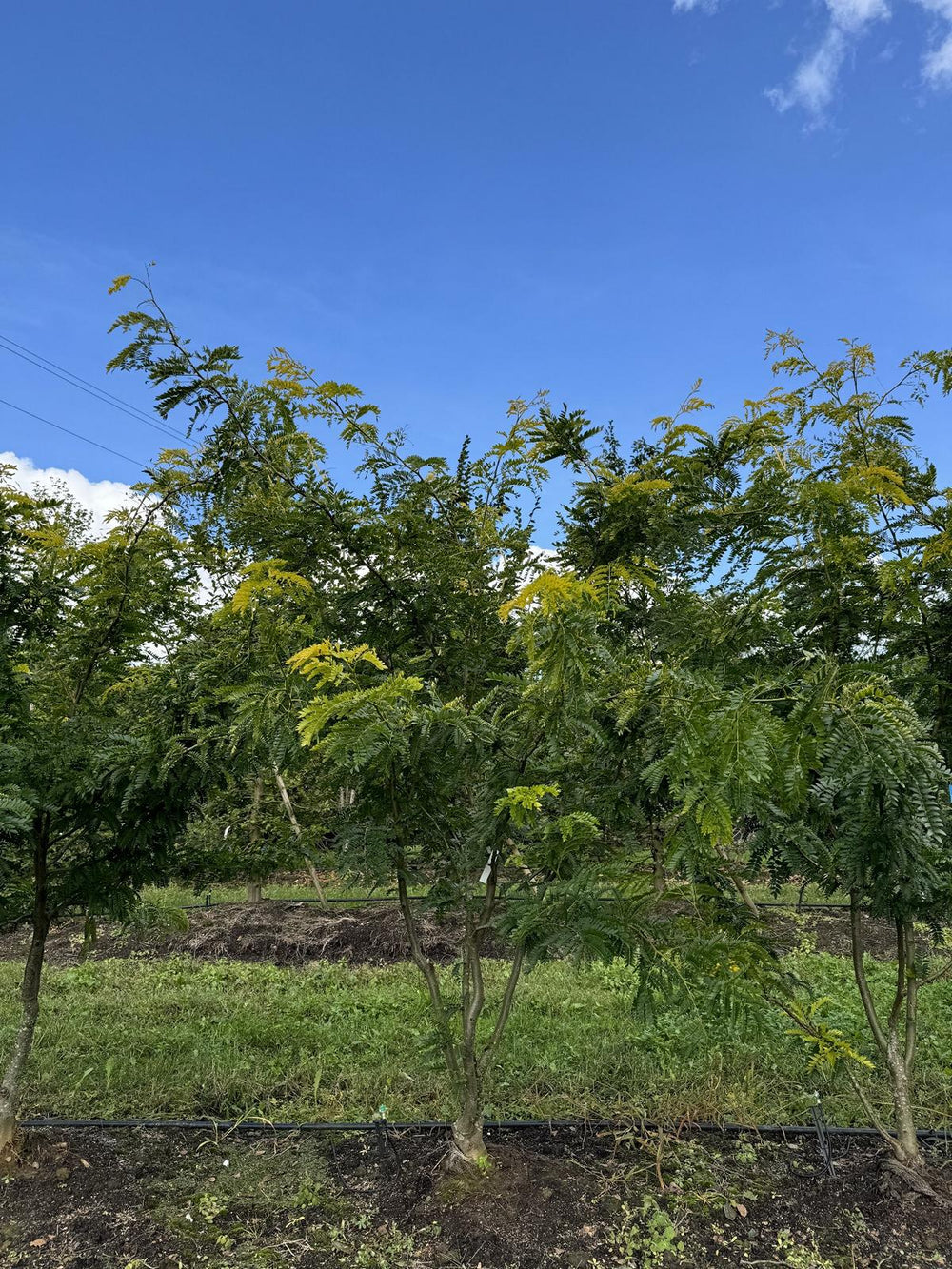 Gleditsia triacanthos 'Spectrum'