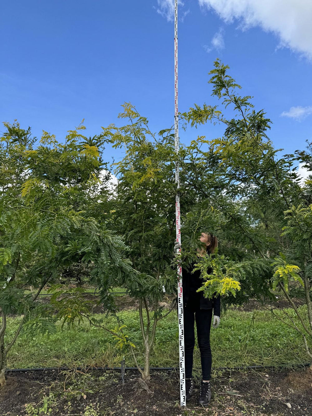 Gleditsia triacanthos 'Spectrum'