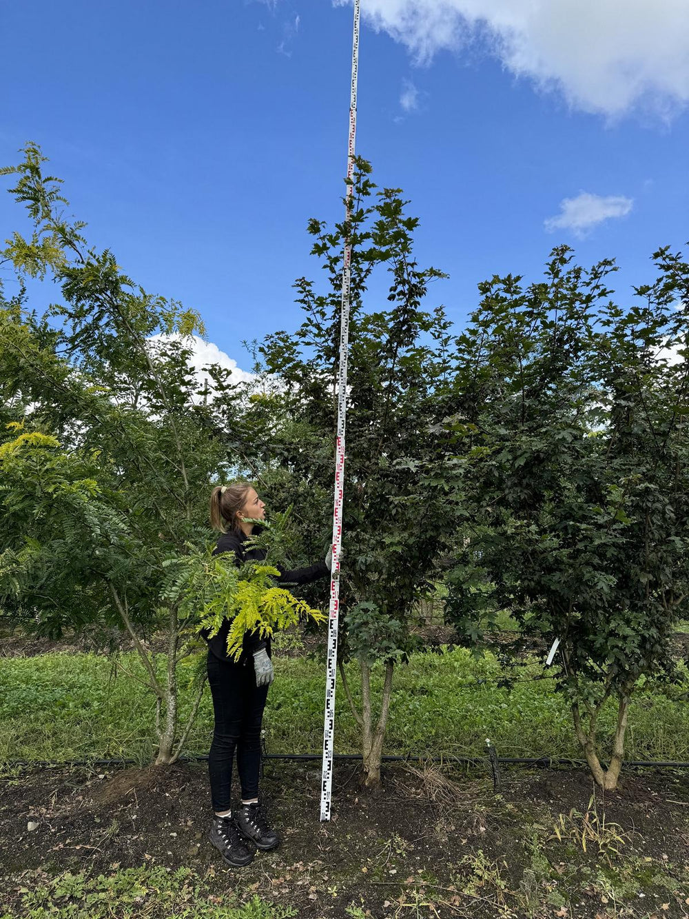 Gleditsia triacanthos 'Spectrum'