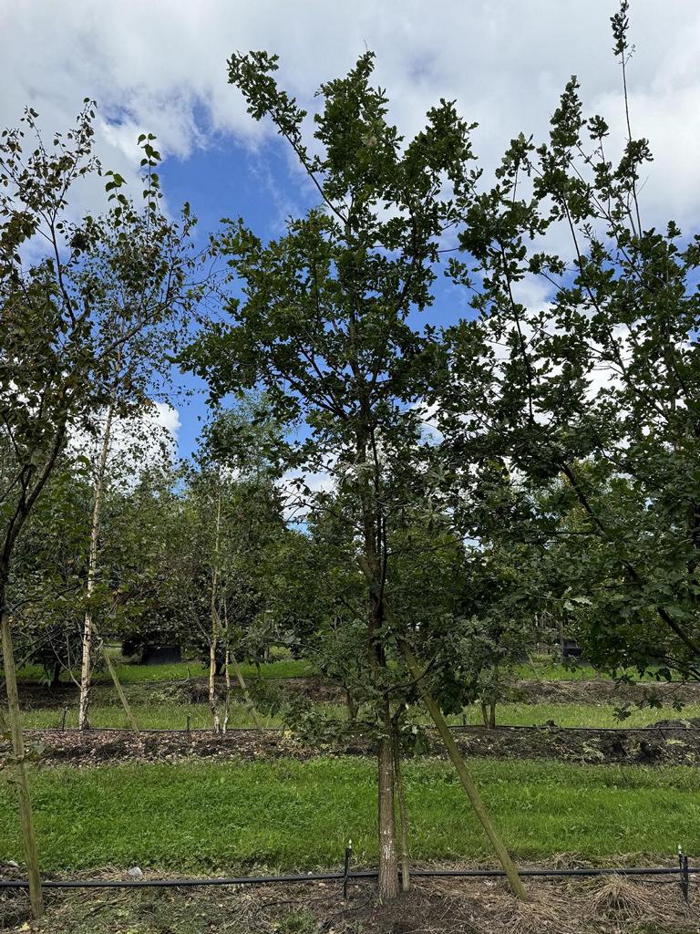 Quercus robur