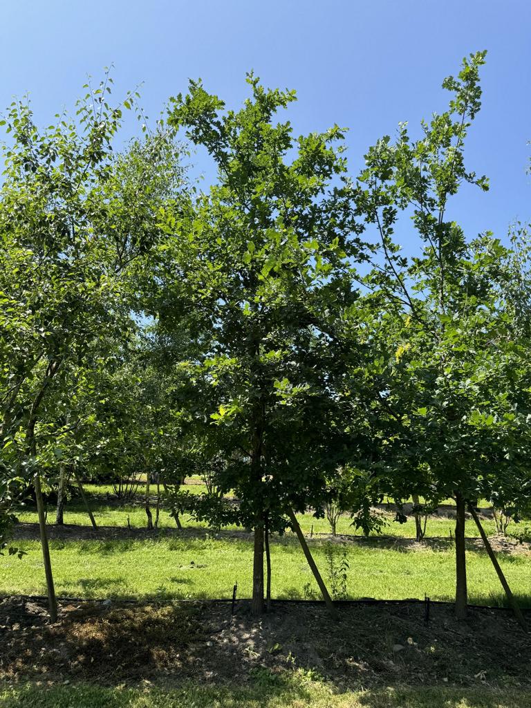 Quercus robur