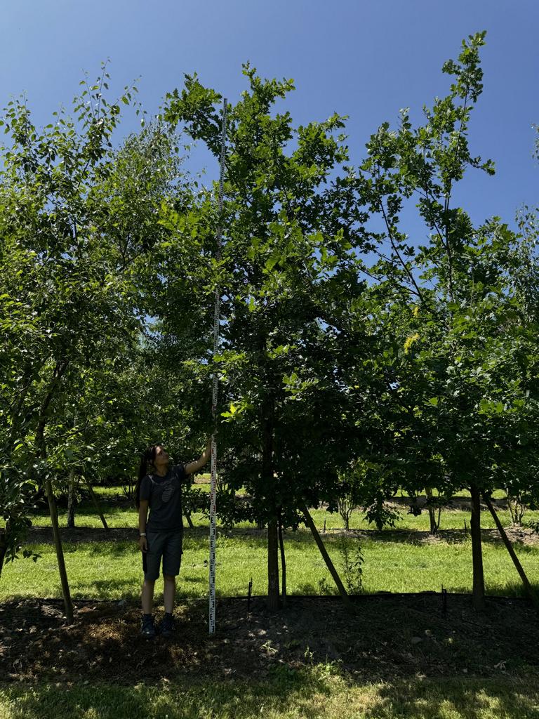 Quercus robur