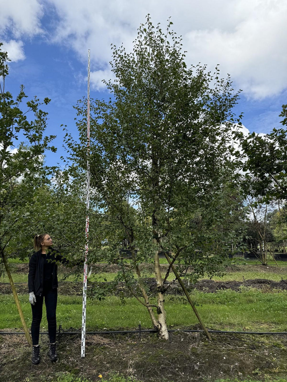 Betula nigra