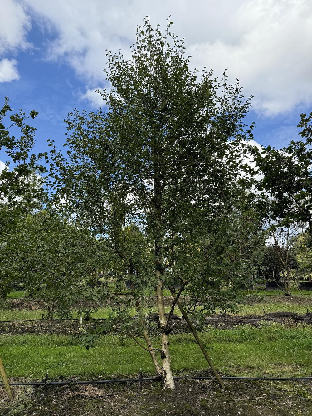 Betula nigra