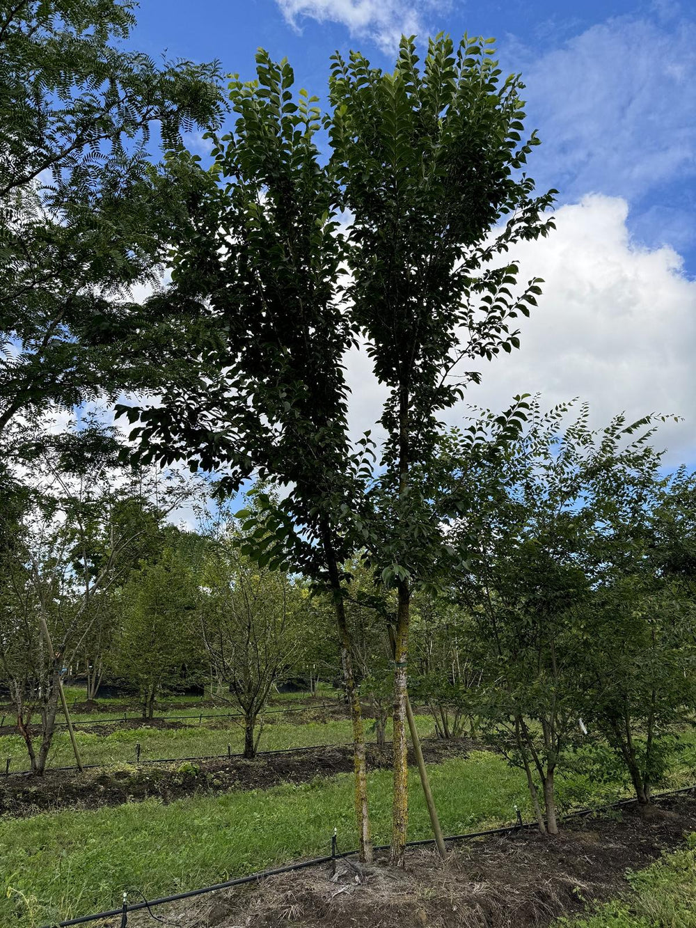 Ostrya carpinifolia