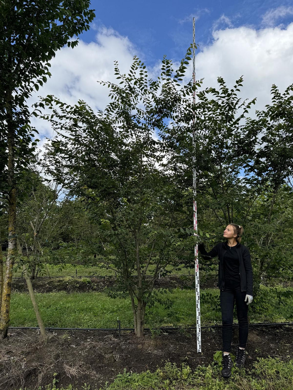 Zelkova serrata