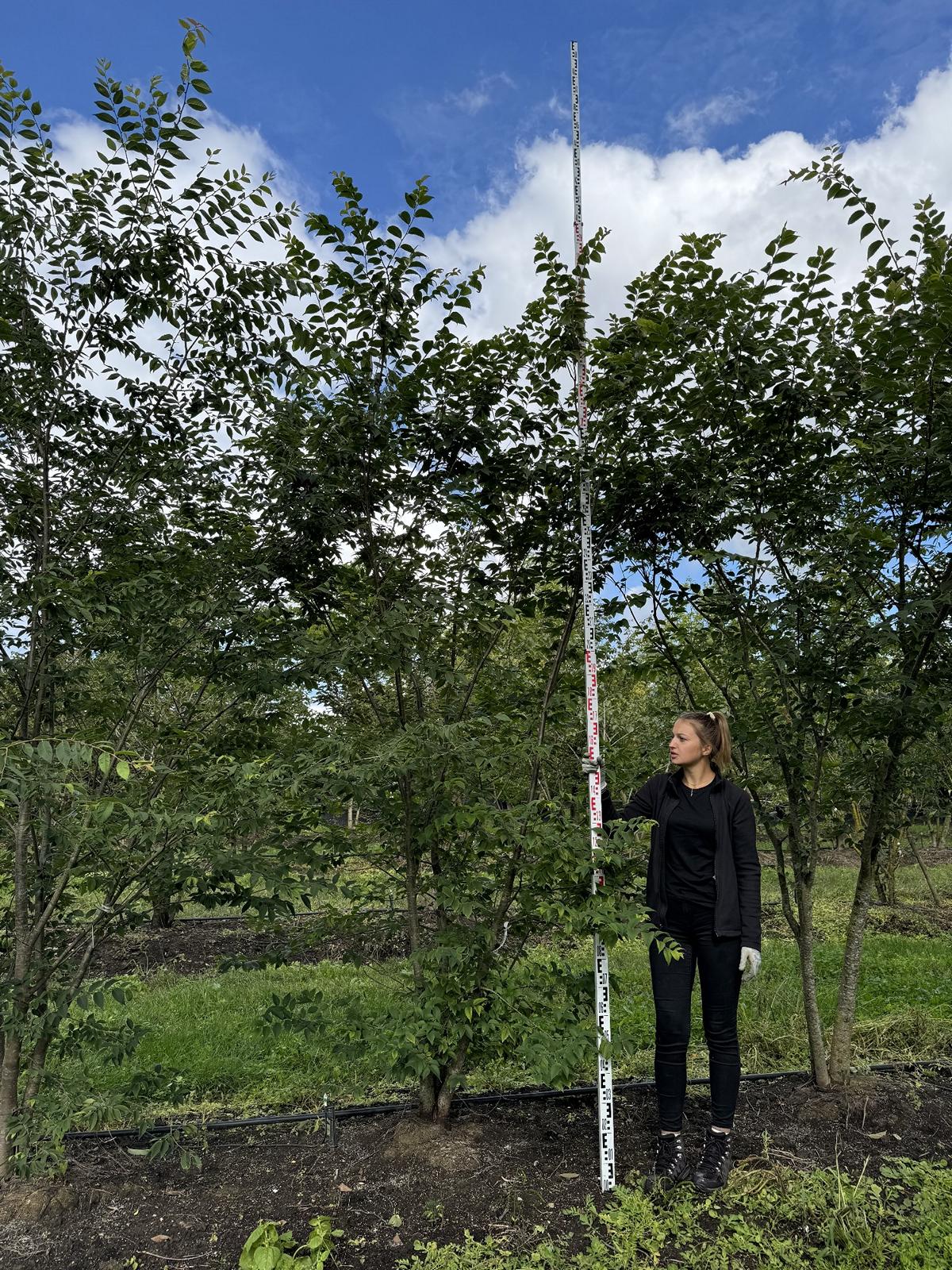 Zelkova serrata