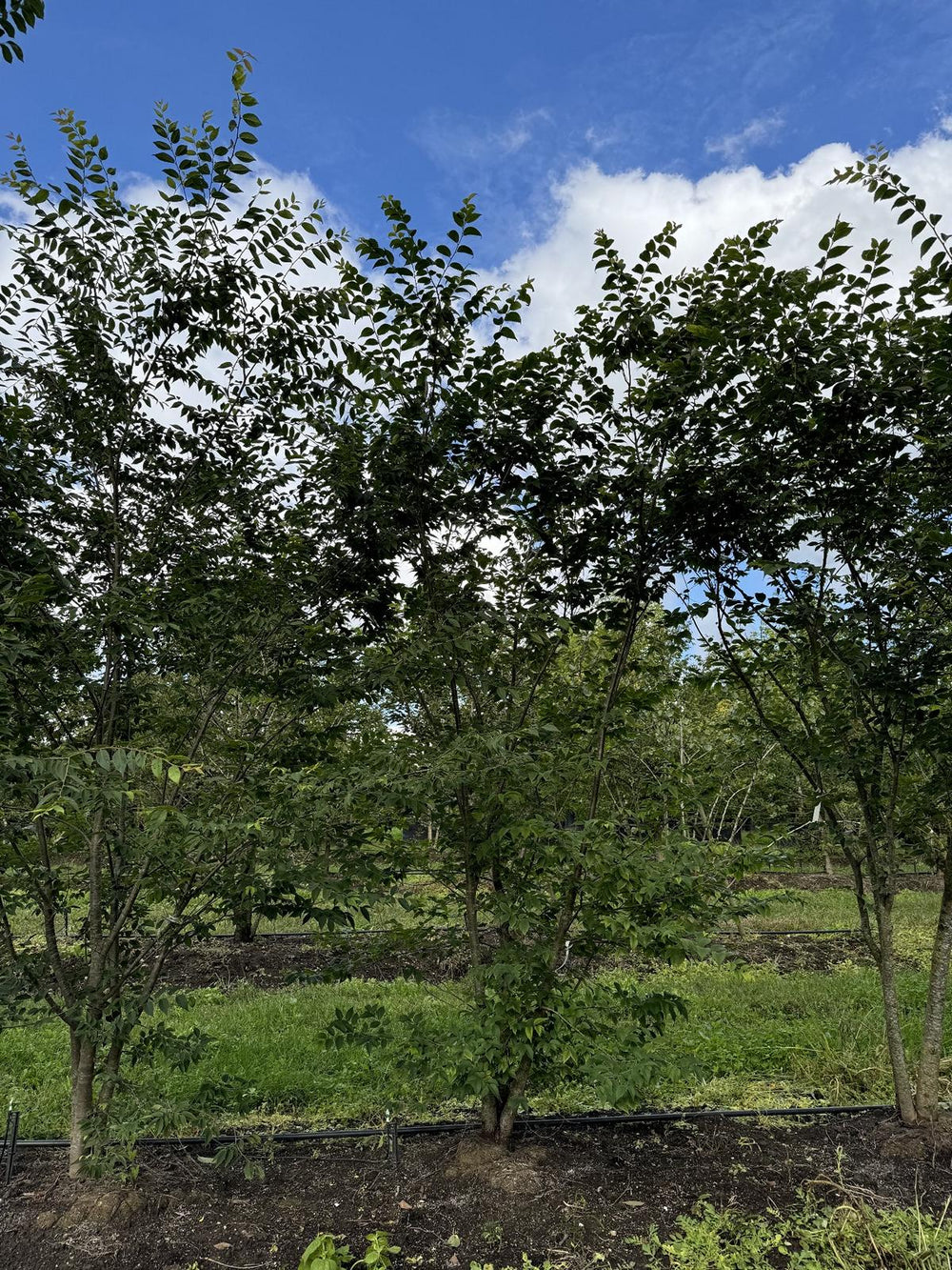 Zelkova serrata