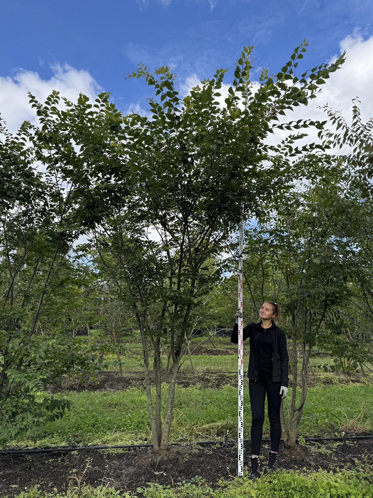 Zelkova serrata