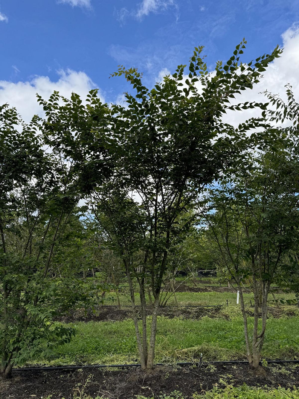 Zelkova serrata