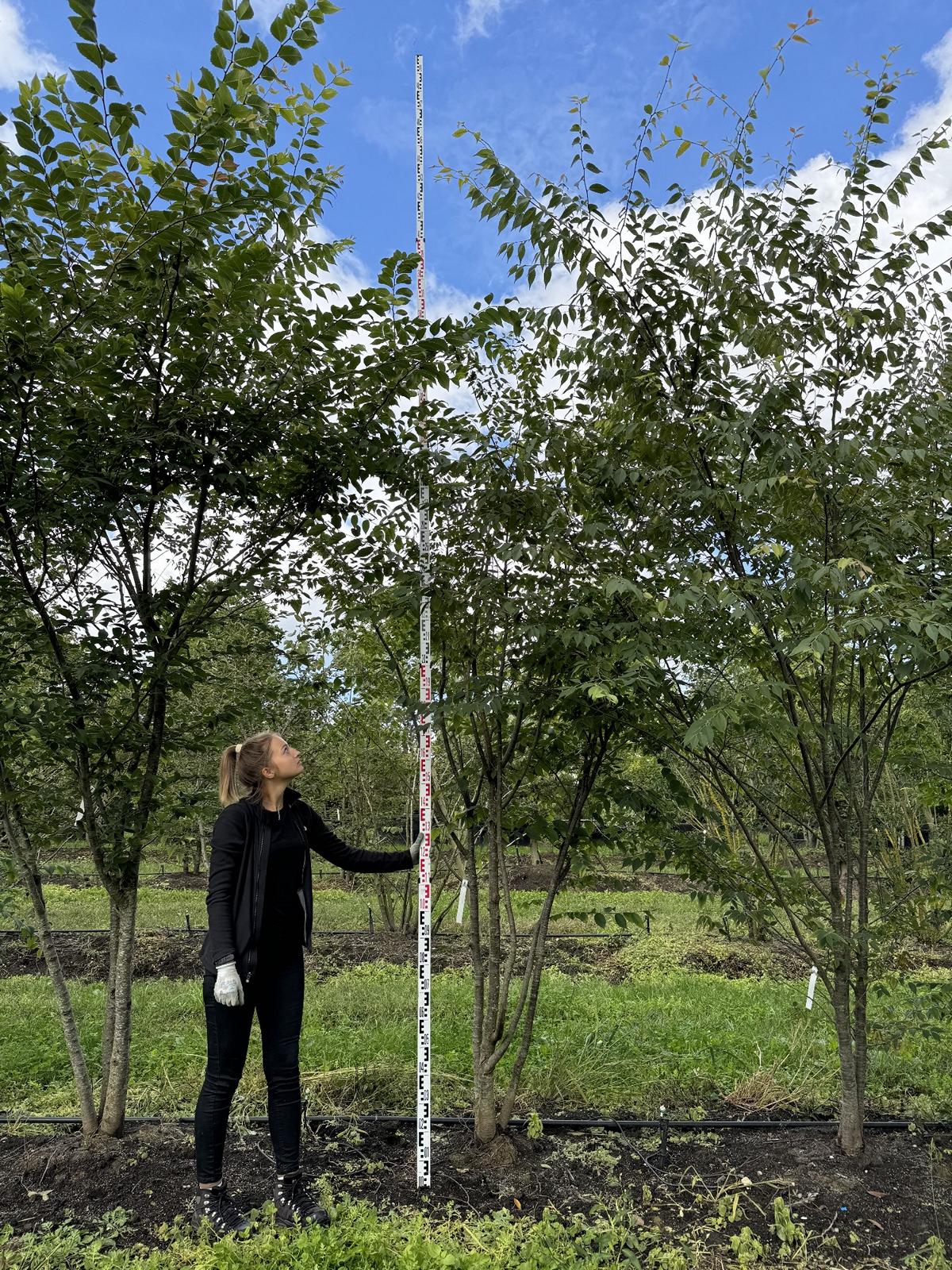 Zelkova serrata