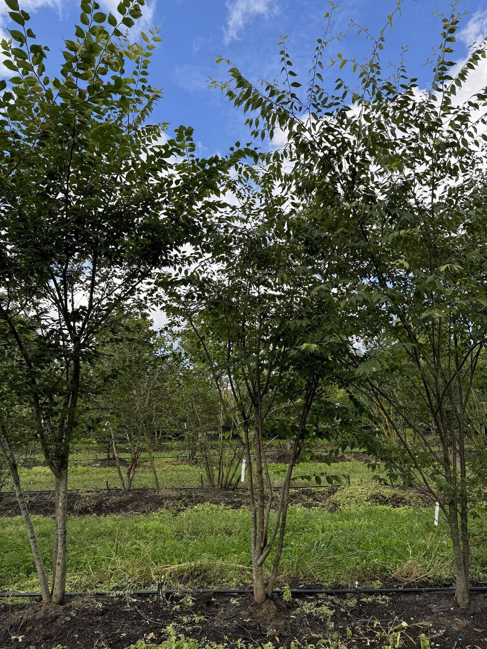 Zelkova serrata