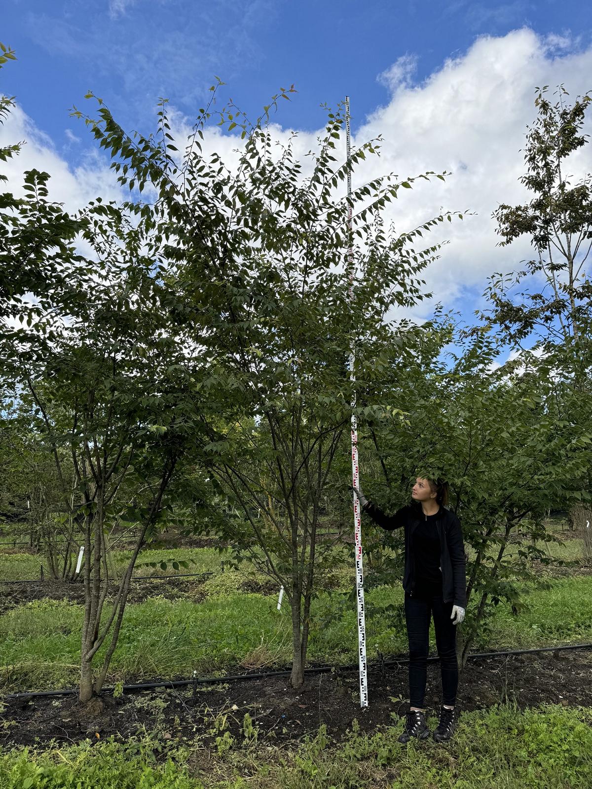 Zelkova serrata