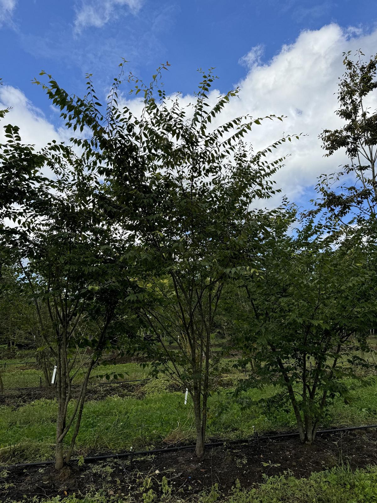 Zelkova serrata