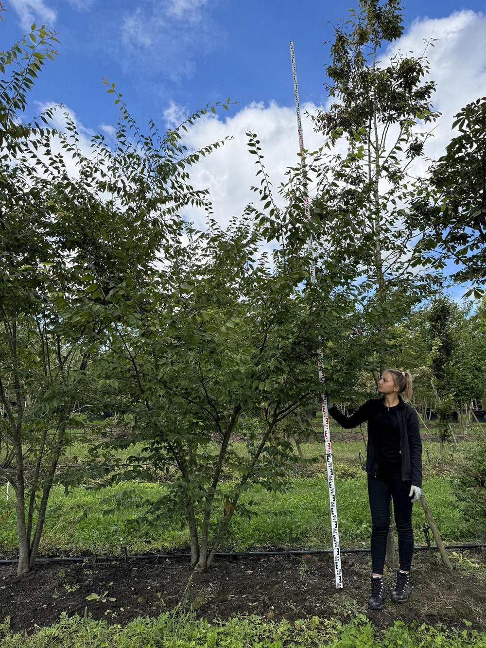 Zelkova serrata