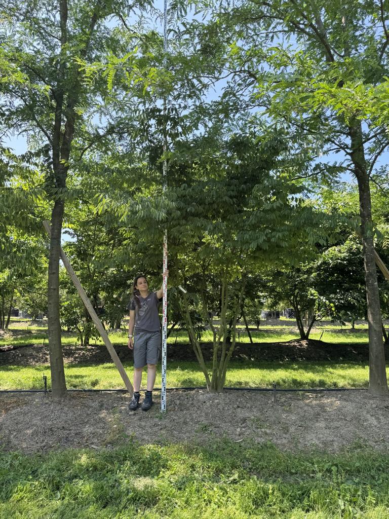 Zelkova serrata