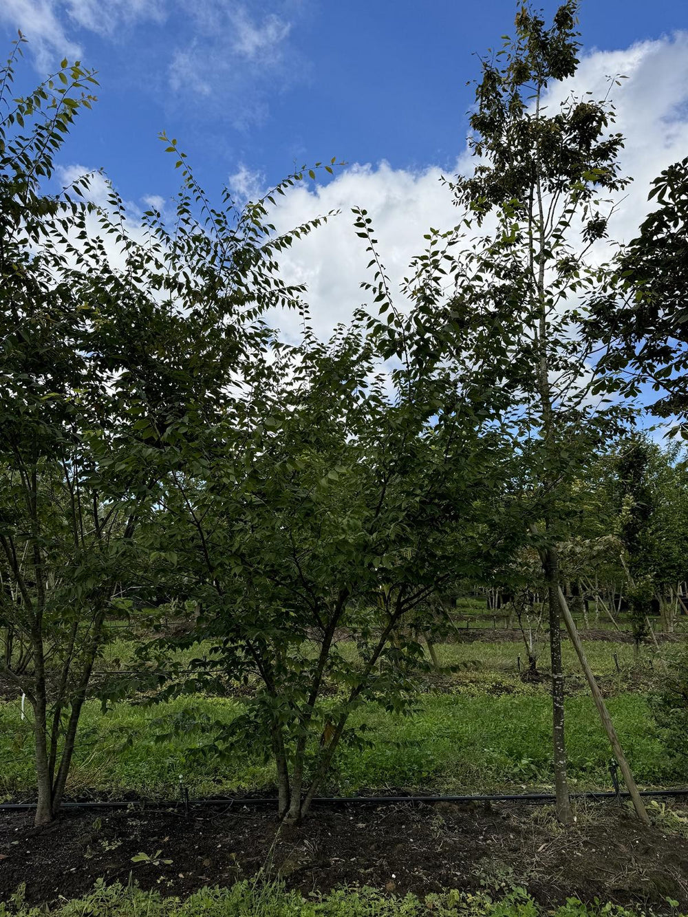 Zelkova serrata